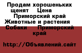 Продам хорошеньких щенят! › Цена ­ 250 - Приморский край Животные и растения » Собаки   . Приморский край